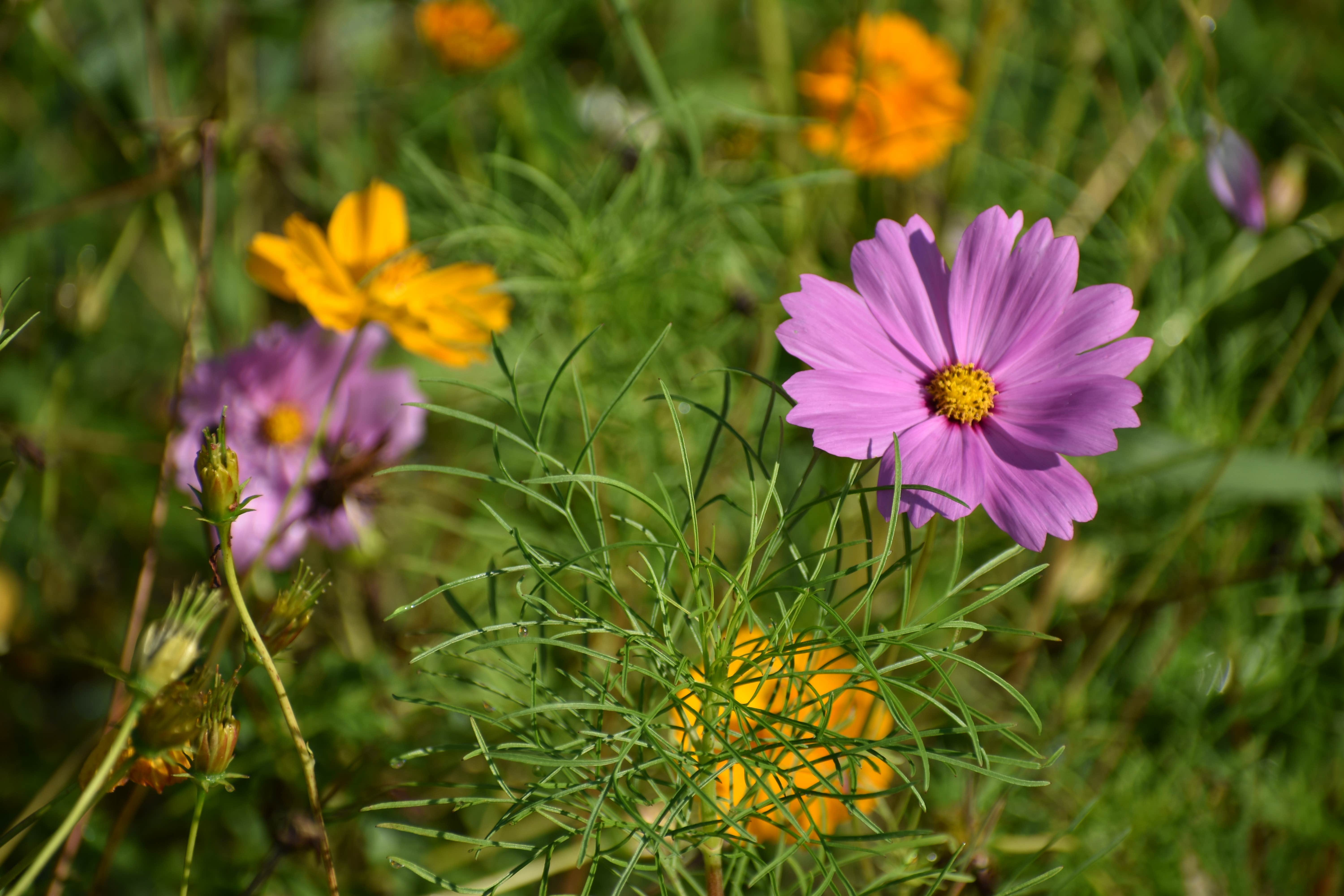 Camping near Old Mill Camp and General Store: Indian Creek Campground, Granville, Tennessee