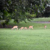 Review photo of Indian Creek Campground by Tammy M., October 20, 2022