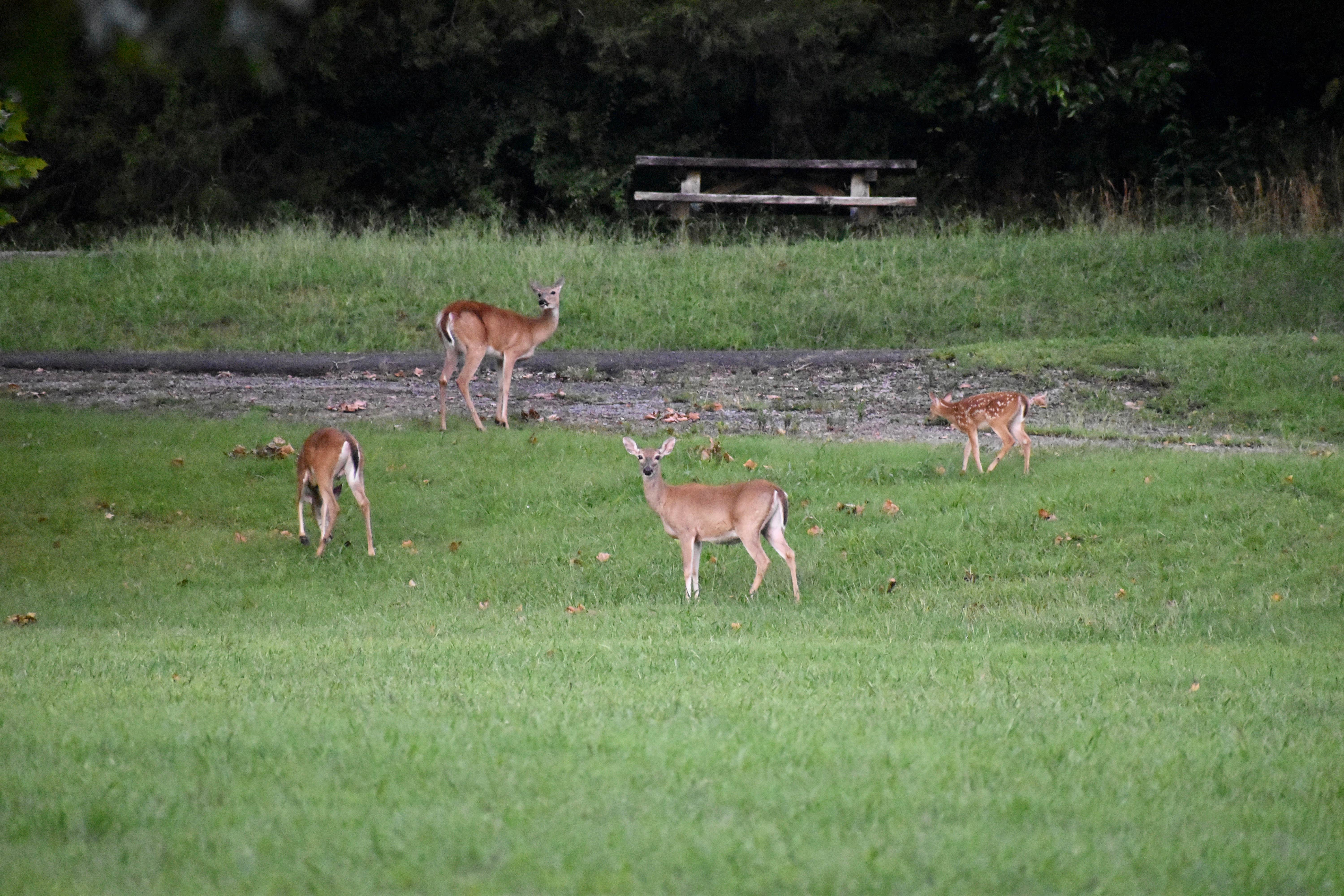 Tammy M.'s photo of camping with pets at Indian Creek Campground near Monterey, TN