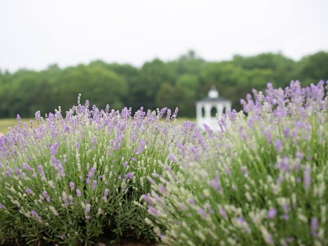 Camper submitted image from Tentrr Signature Site - Seven Oaks Lavender Farm Camp - 2