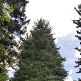 Review photo of Spruces - Big Cottonwood by adam G., September 9, 2018