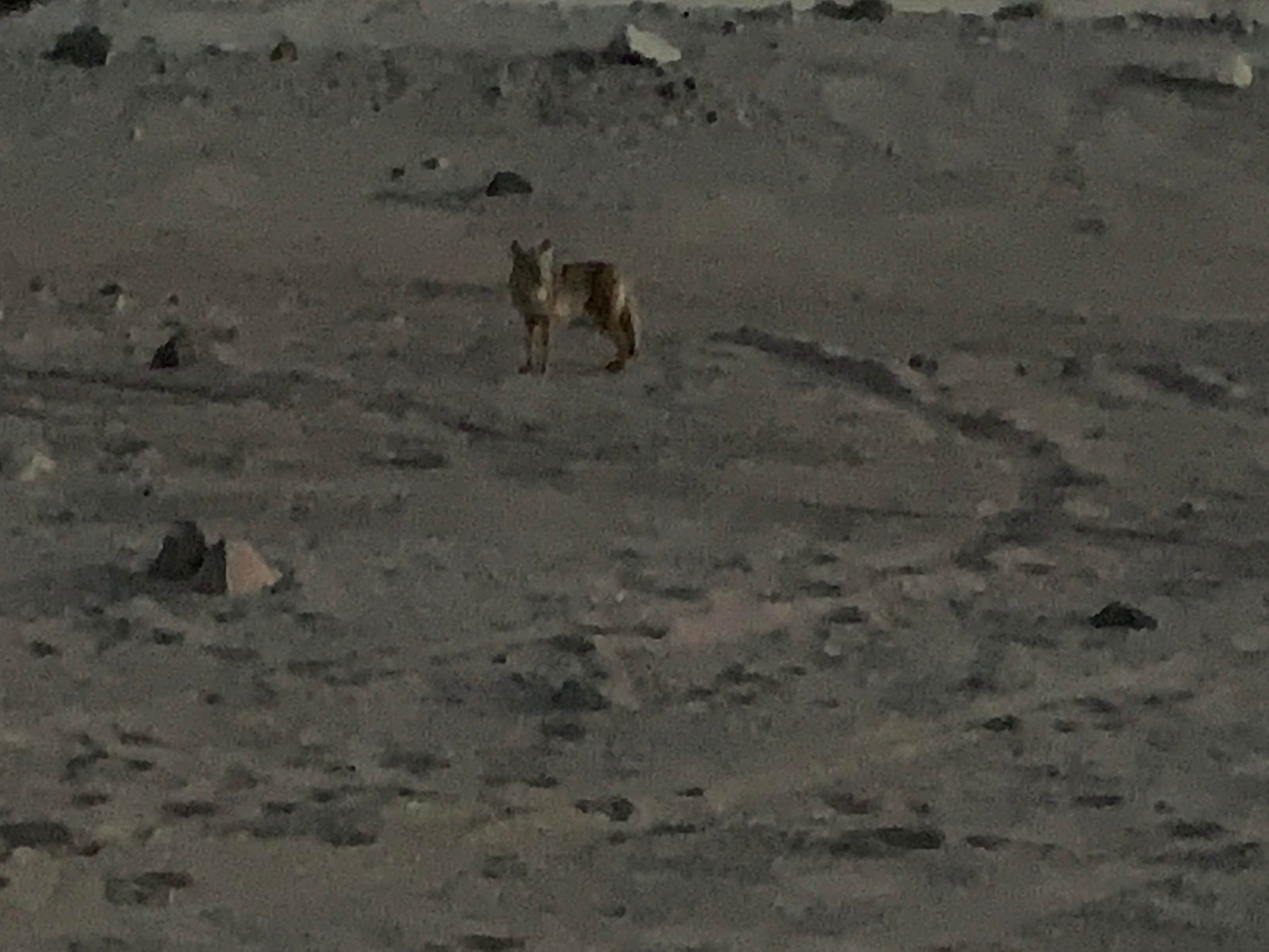 Eric G.'s photo of camping with pets at Kingman Wash — Lake Mead National Recreation Area near Nellis Air Force Base, NV