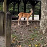 Review photo of Cloudland Canyon State Park Campground by Amanda F., October 21, 2022