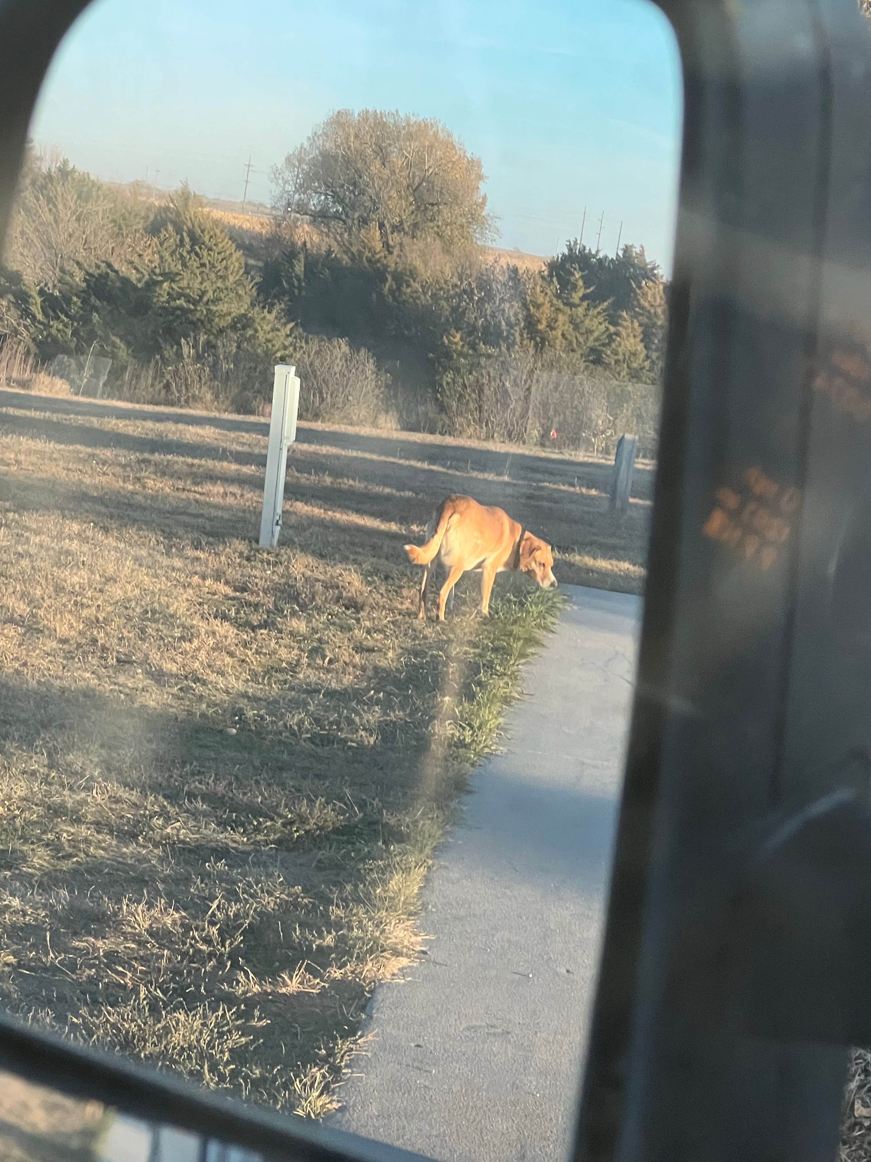 Jennifer  K.'s photo of camping with pets at Recharge Lake Campground near Hastings, NE