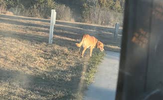 Jennifer K.'s photo of camping with pets at Recharge Lake Campground near Columbus, NE