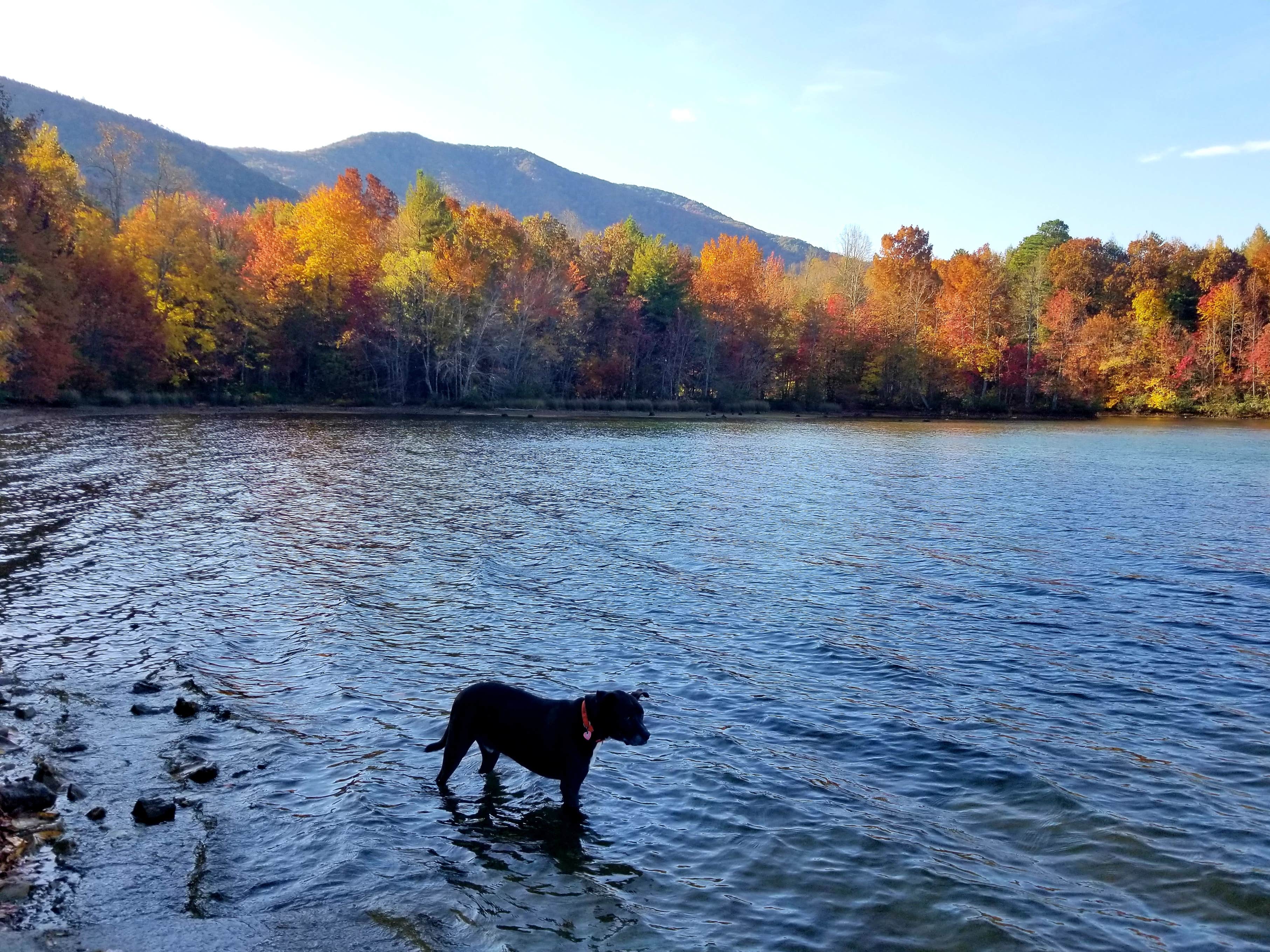 Katrin M.'s photo of camping with pets at Indian Boundary near Marble, NC