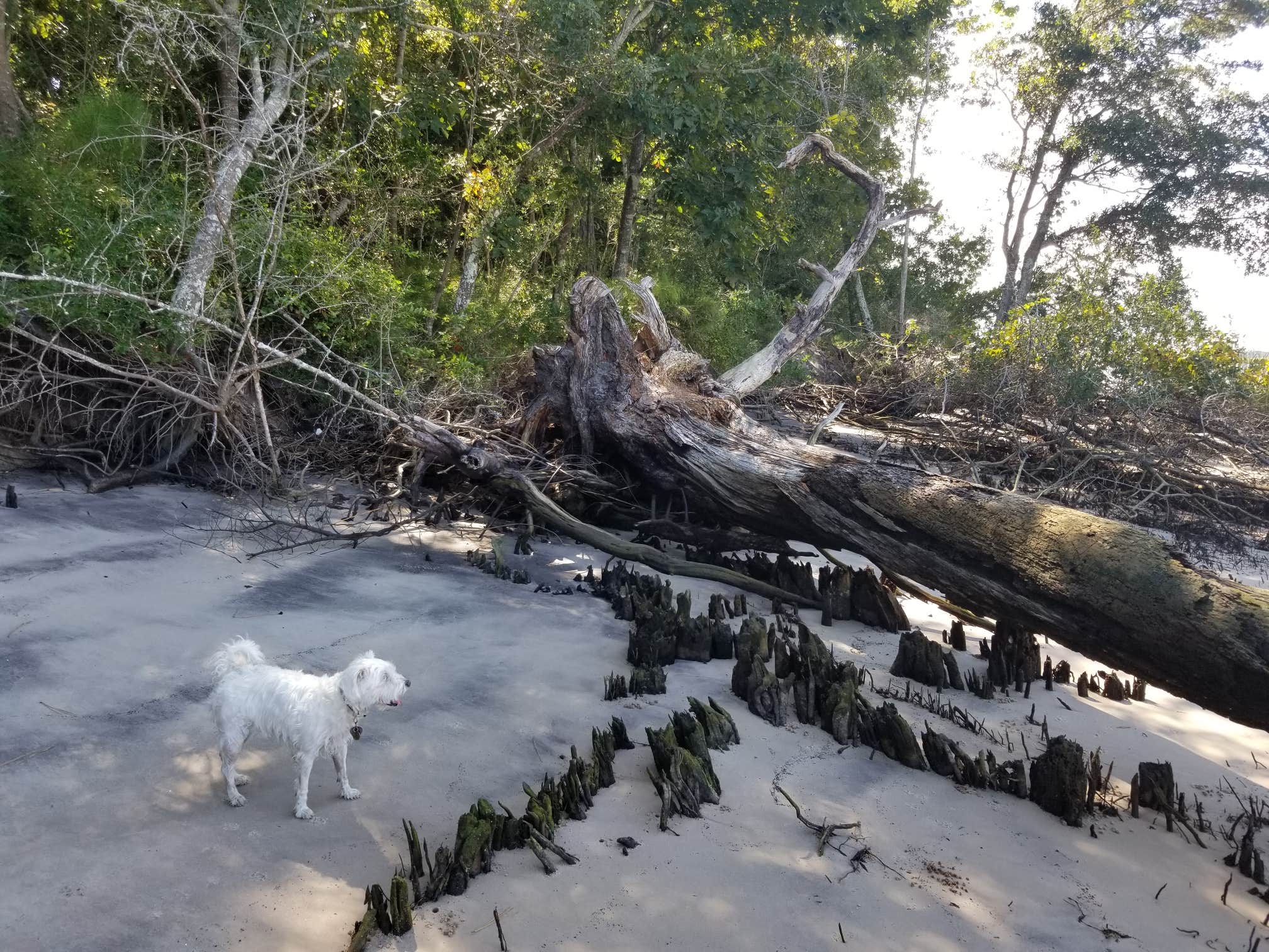 Katrin M.'s photo of camping with pets at Carolina Beach State Park Campground near Carolina Beach, NC