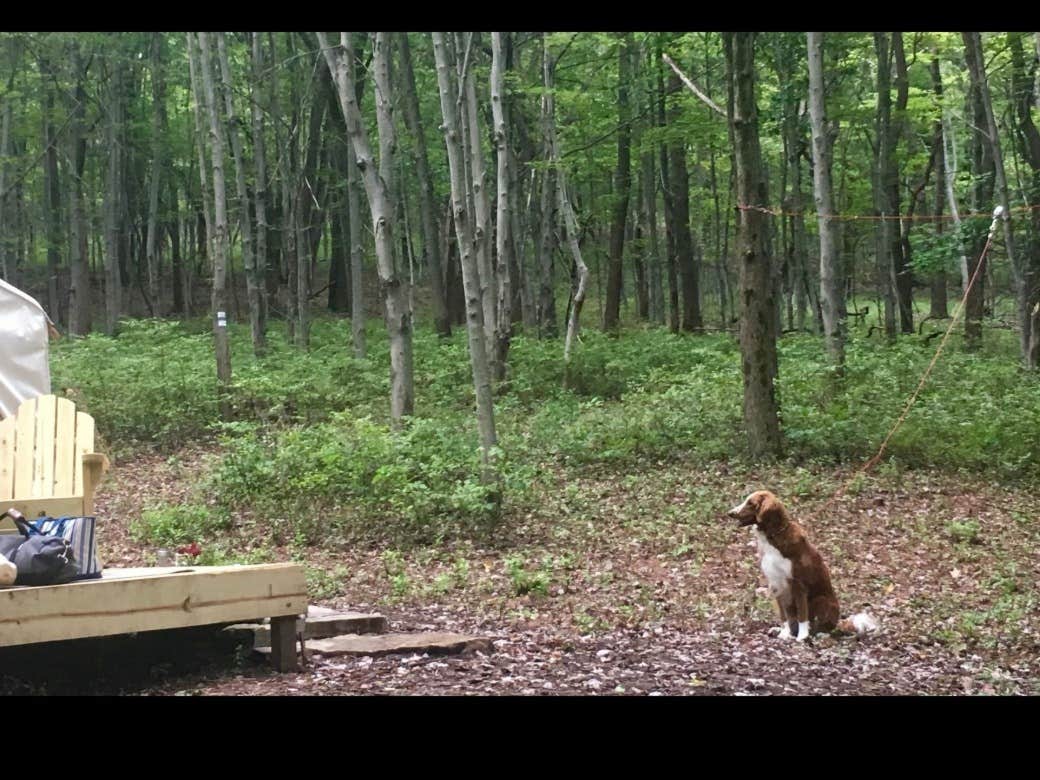 The Dyrt's photo of camping with pets at Tentrr Signature Site - Whippoorwill Woods near Andreas, PA