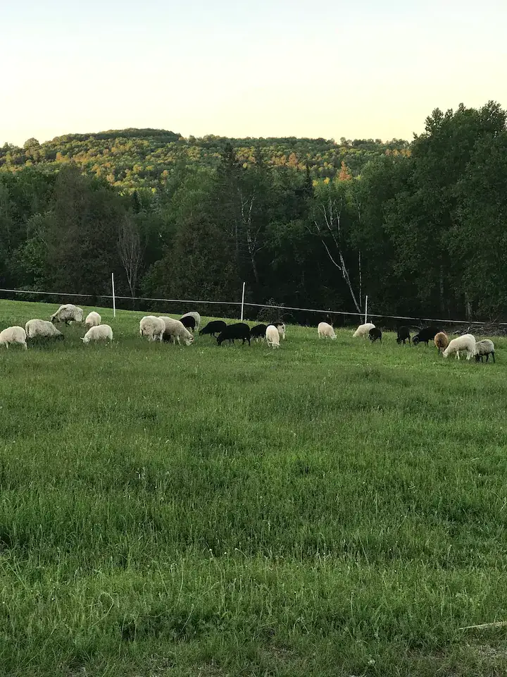 Camper-submitted photo at Amy’s Farmstays near West Rockport, ME