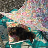 Review photo of Hunting Island State Park Campground by Cathy C., September 9, 2018