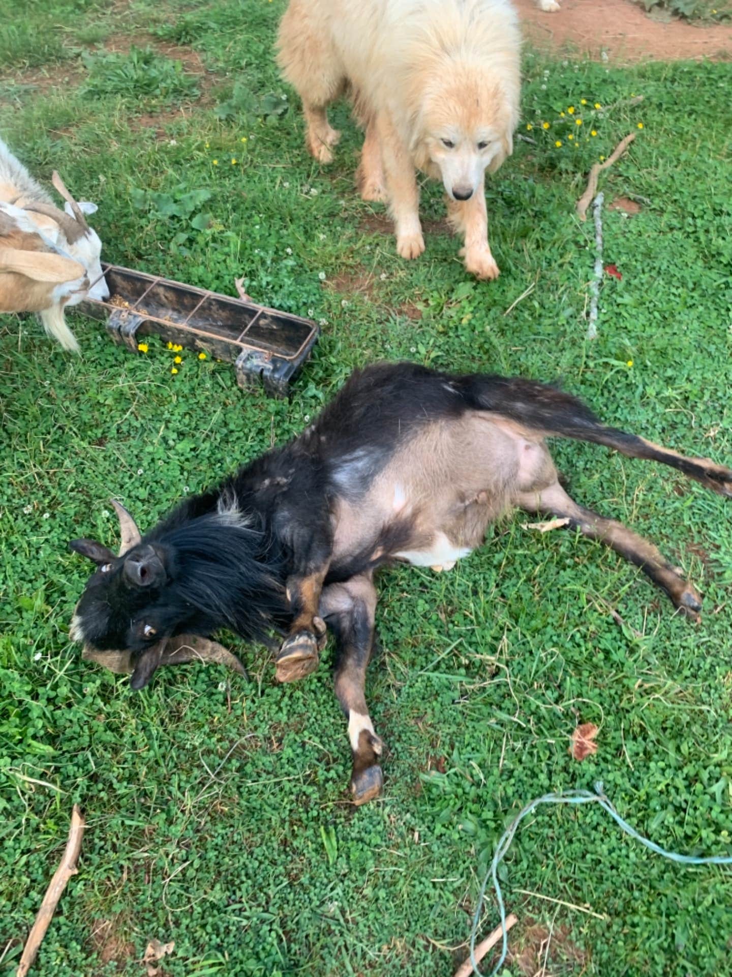 The Dyrt's photo of camping with pets at Tentrr Signature Site - The Fox Den near Barnardsville, NC