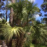 Review photo of Hunting Island State Park Campground by Cathy C., September 9, 2018