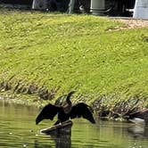 Review photo of Flamingo Lake RV Resort by Amber A., October 21, 2022