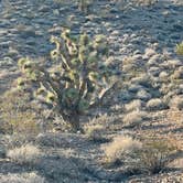 Review photo of Red Rock Canyon National Conservation Area - Red Rock Campground by Christoph R., October 21, 2022