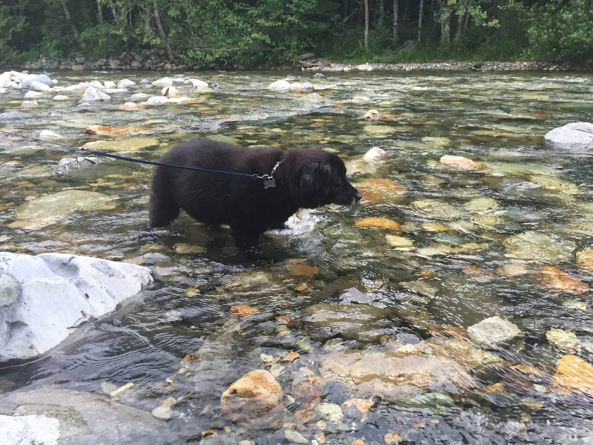 Rachel B.'s photo of camping with pets at Tinkham Campground near Redmond, WA