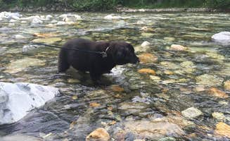 Rachel B.'s photo of camping with pets at Tinkham Campground near Renton, WA