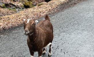 The Dyrt's photo of camping with pets at Tentrr Signature Site - Tusten Mountain Creek near Narrowsburg, NY