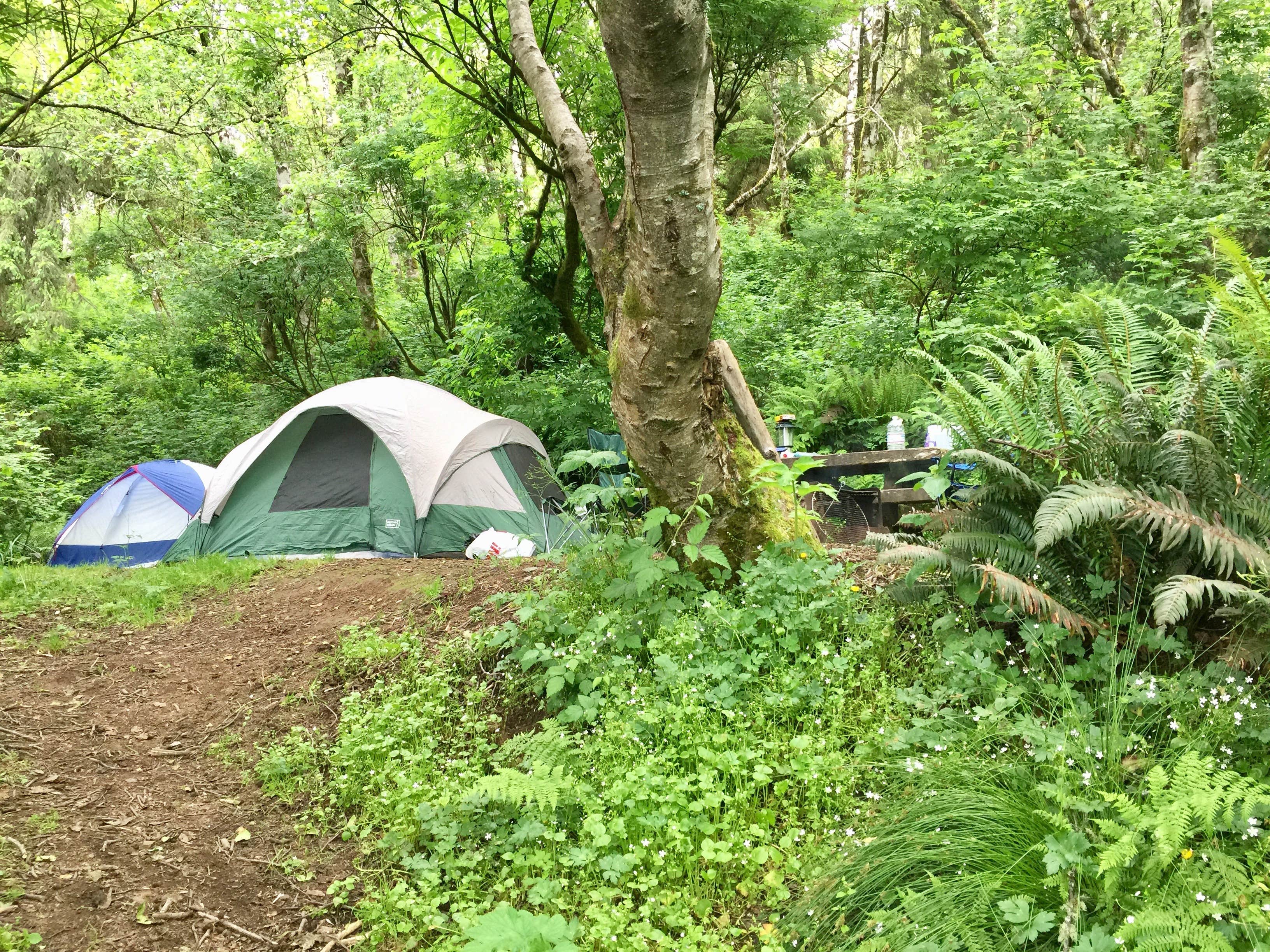 Camper submitted image from Flint Ridge Backcountry Site - Redwood National and State Park - 4