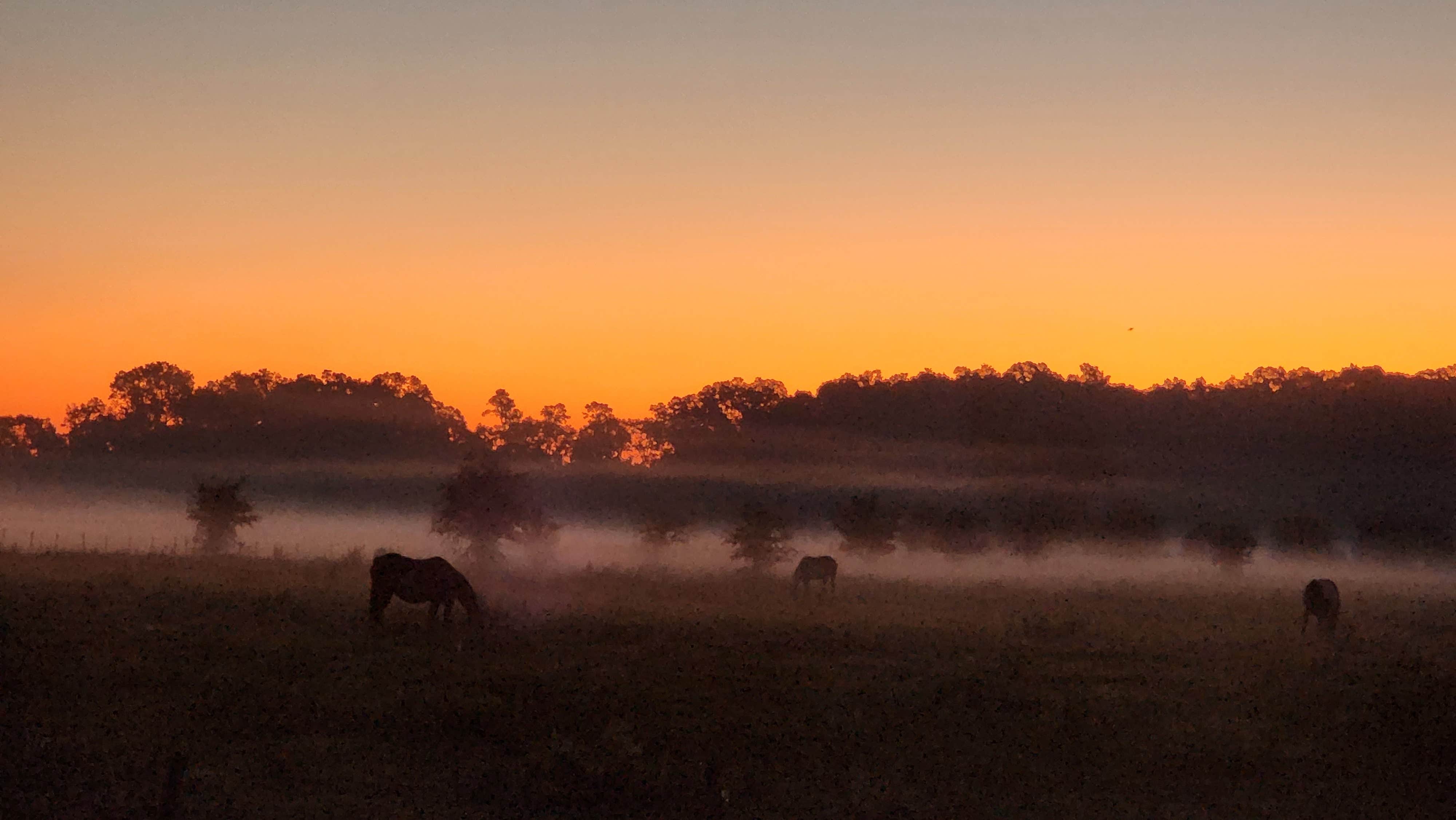 Camper-submitted photo at More Than Welcome near Gainesville, FL
