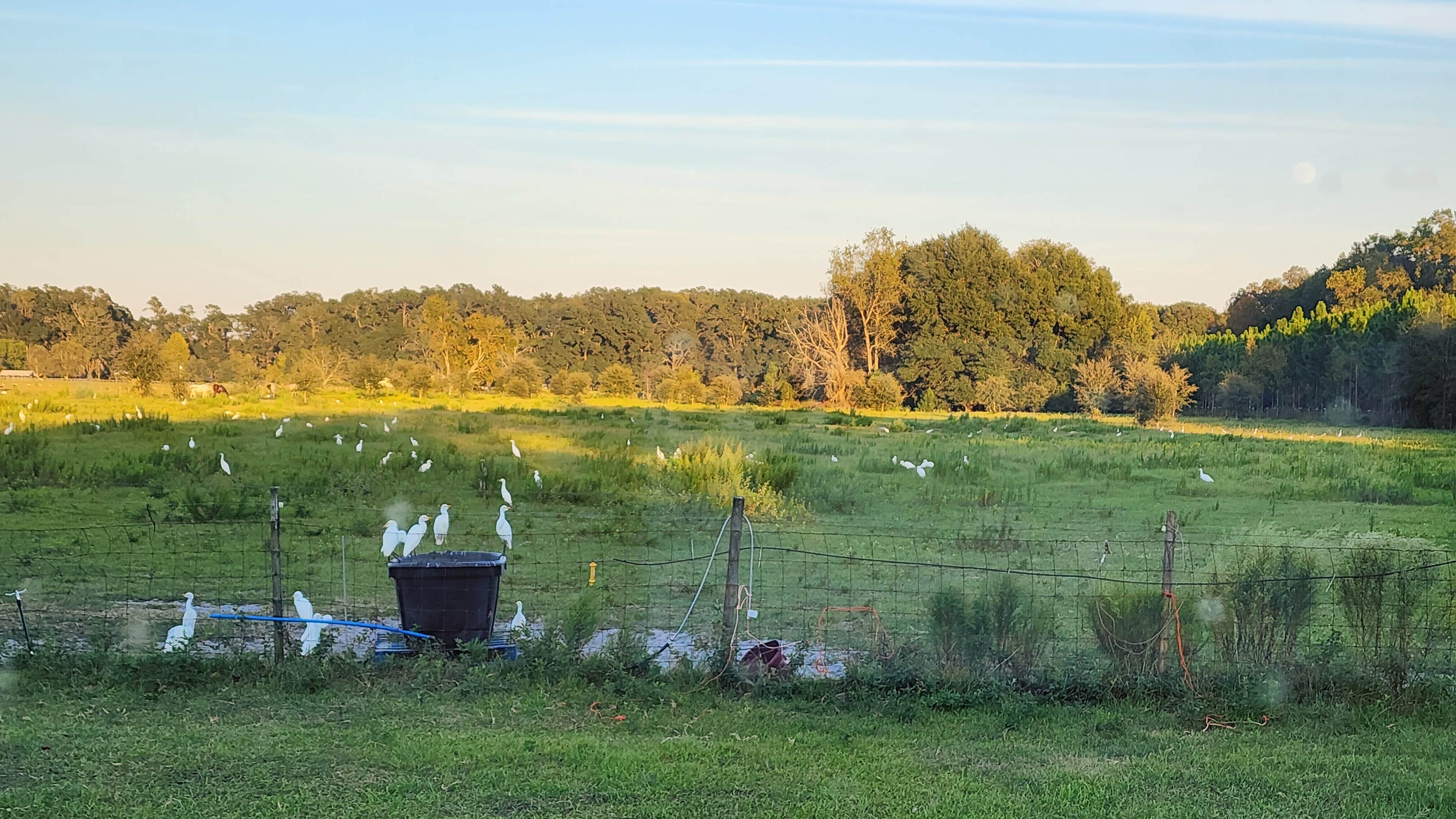 Camper-submitted photo at More Than Welcome near Gainesville, FL