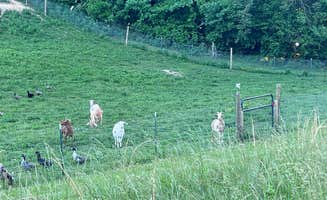 The Dyrt's photo of camping with pets at Tentrr Signature Site - Gnome Hollow at Dixon Hill Farms, LLC near Cherokee National Forest