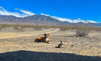 Camping near Death Valley: Dispersed Camping East Side of Park: Mesquite Rd BLM Dispersed, Pahrump, Nevada