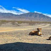 Review photo of Mesquite Rd BLM Dispersed by Laura M., October 23, 2022