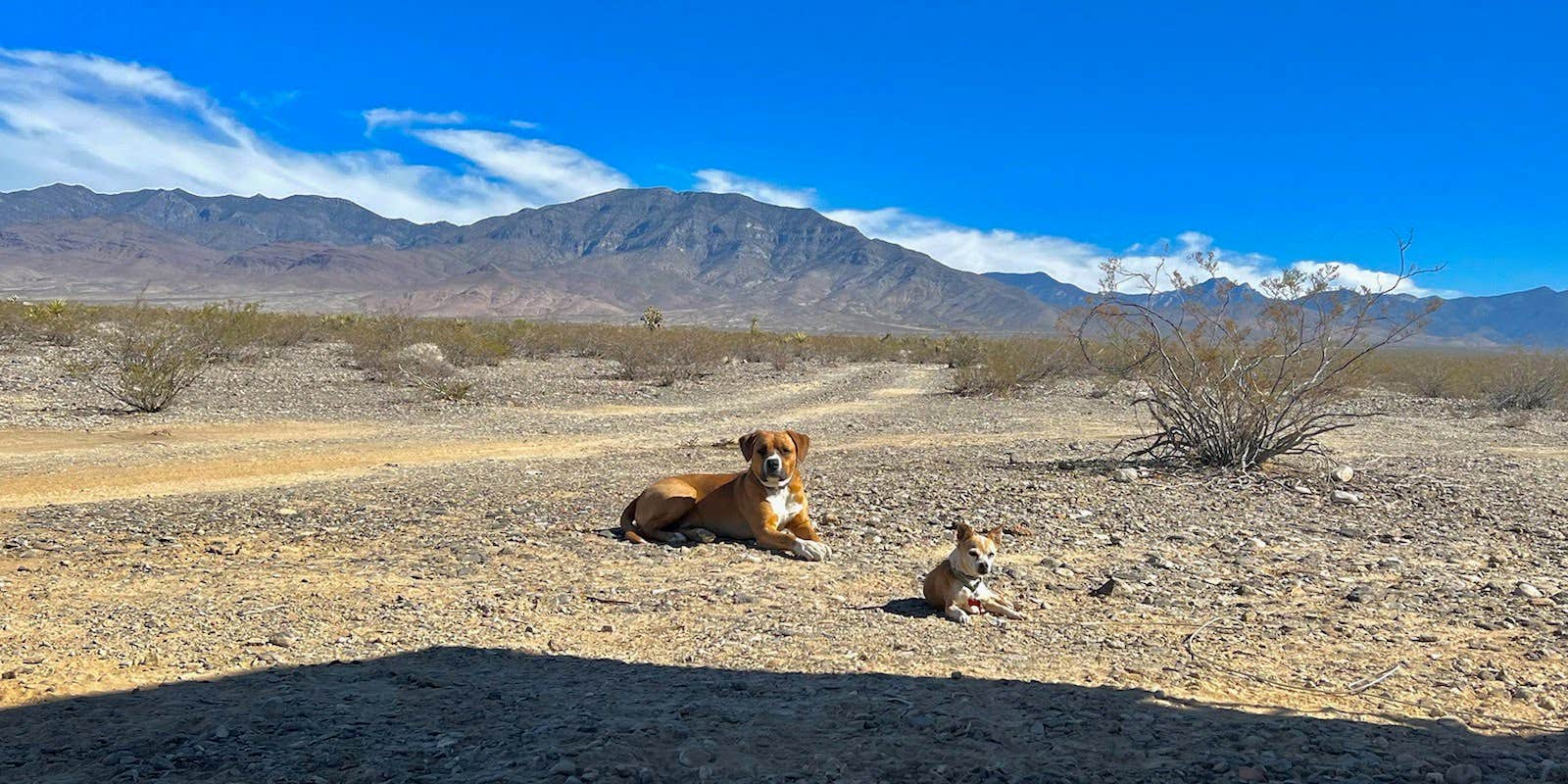 Camper submitted image from Mesquite Rd BLM Dispersed - 1