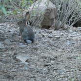 Review photo of Lost Dutchman State Park Campground by Denise G., October 23, 2022