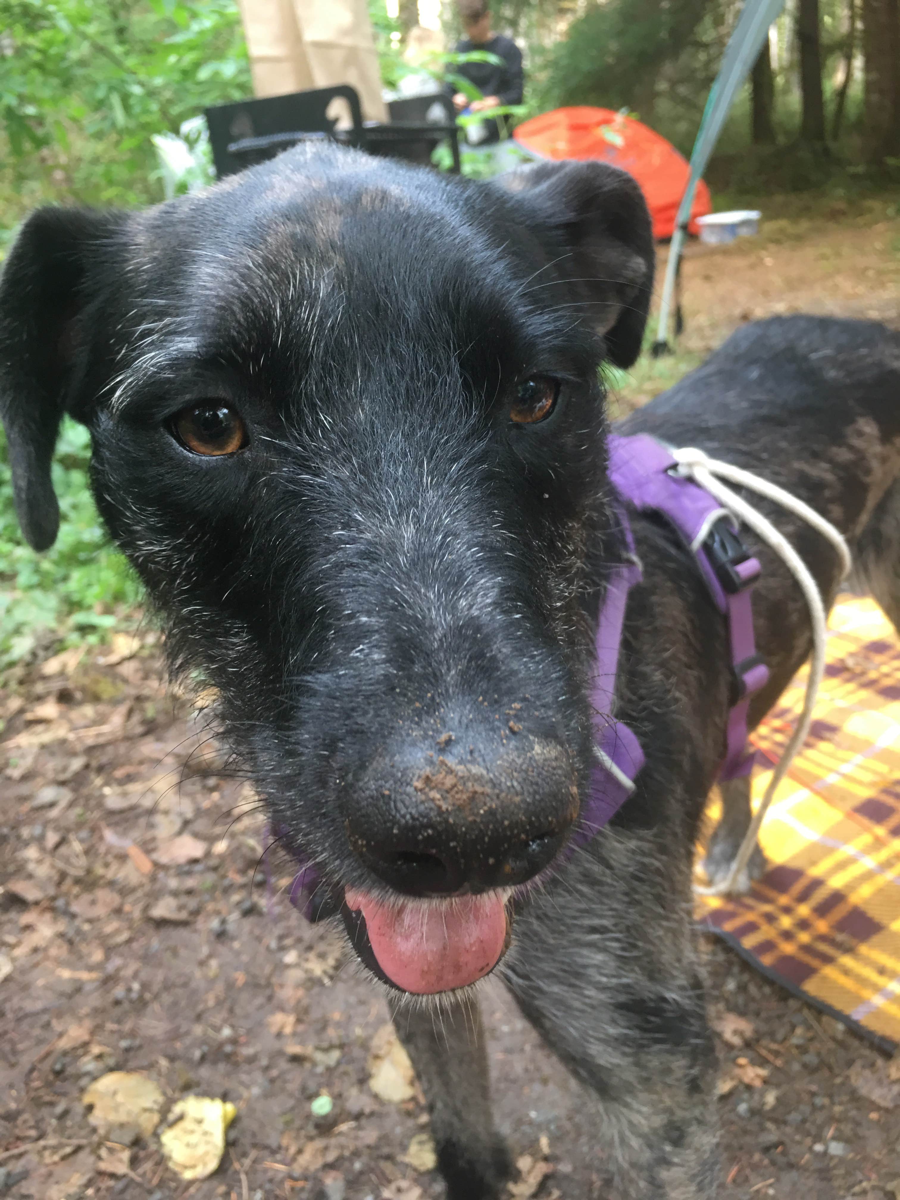 Ryan F.'s photo of camping with pets at Middle Fork Campground near Redmond, WA