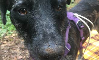 Ryan F.'s photo of camping with pets at Middle Fork Campground near Redmond, WA