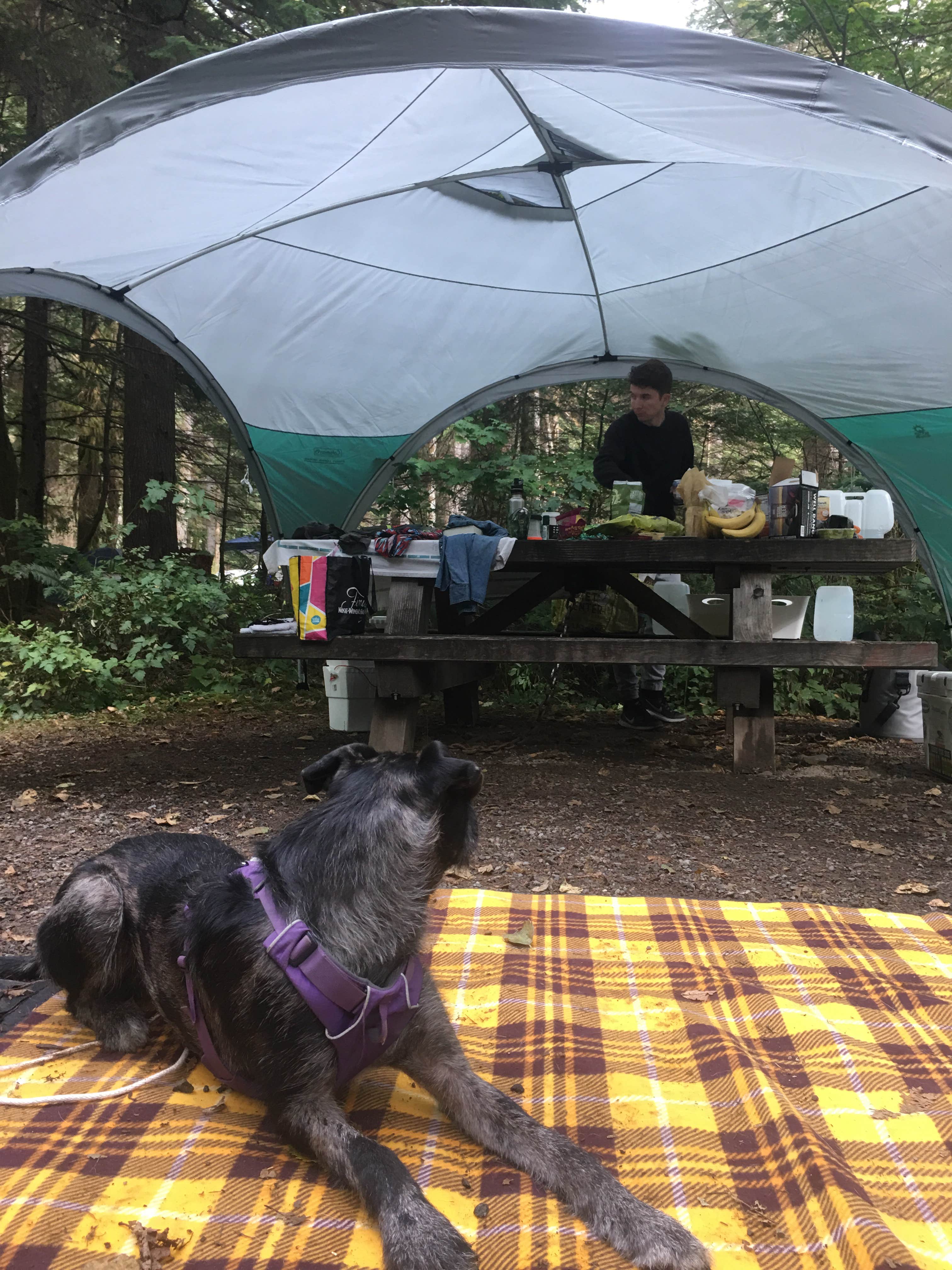 Ryan F.'s photo of camping with pets at Middle Fork Campground near Bellevue, WA