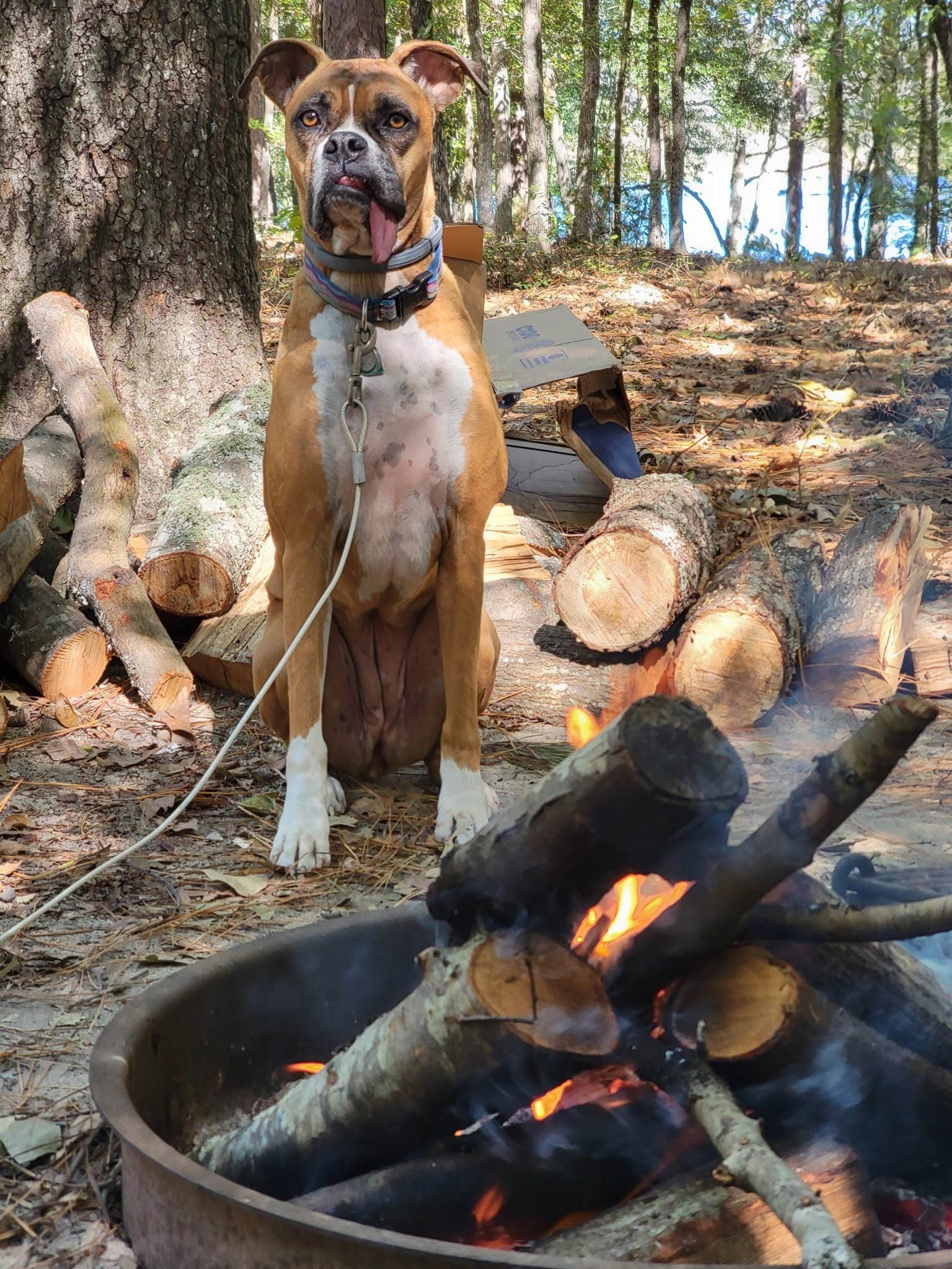 M J.'s photo of camping with pets at Little Pee Dee State Park Campground near Hartsville, SC