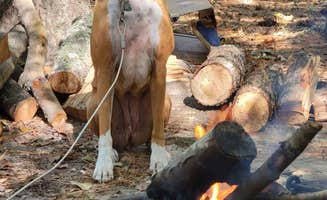 M J.'s photo of camping with pets at Little Pee Dee State Park Campground near Florence, SC