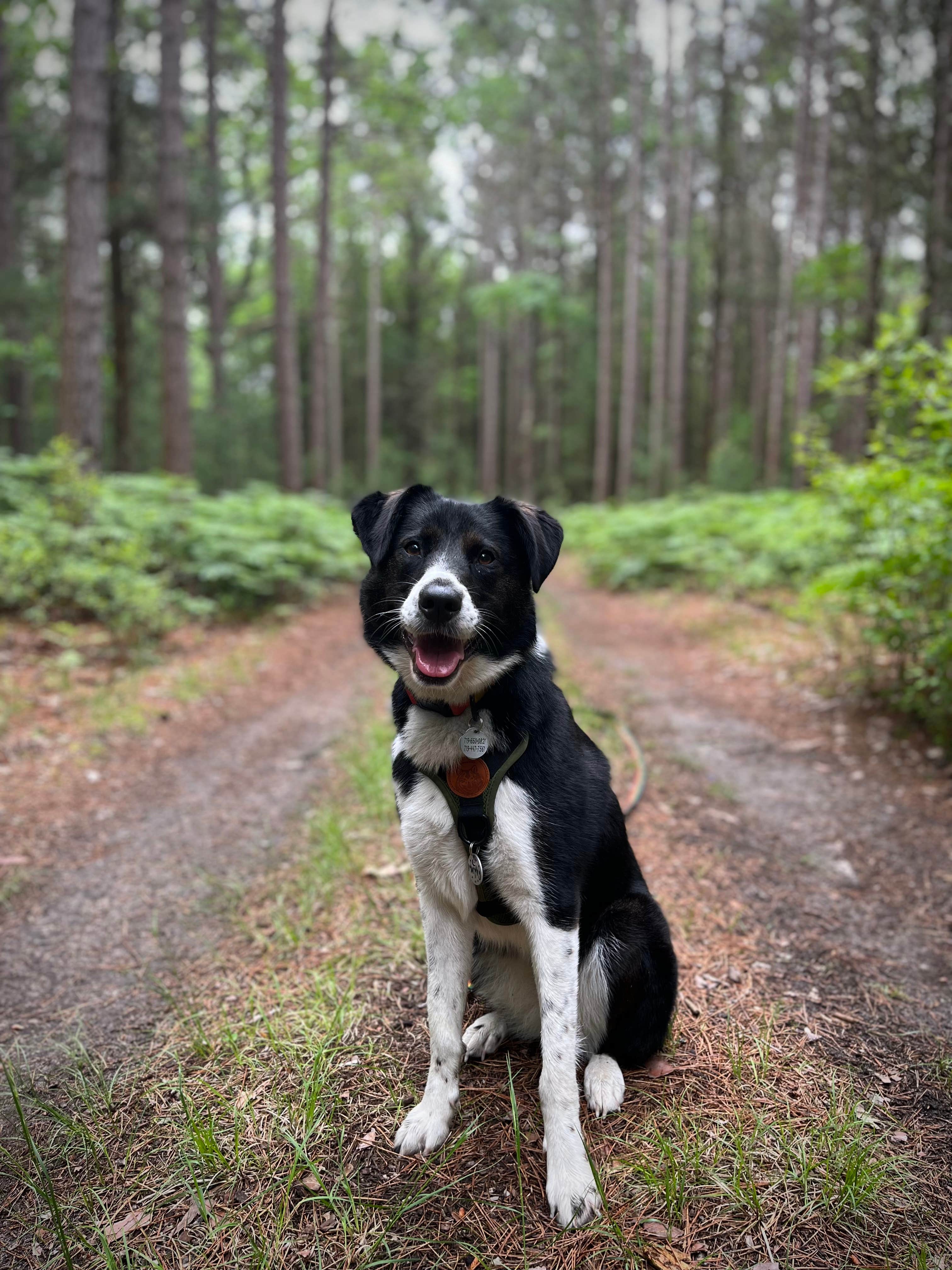 Corey M.'s photo of camping with pets at Nordhouse Dunes Wilderness - Green Road near Free Soil, MI