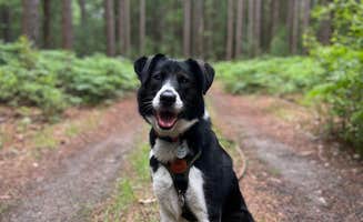 Corey M.'s photo of camping with pets at Nordhouse Dunes Wilderness - Green Road near Custer, MI