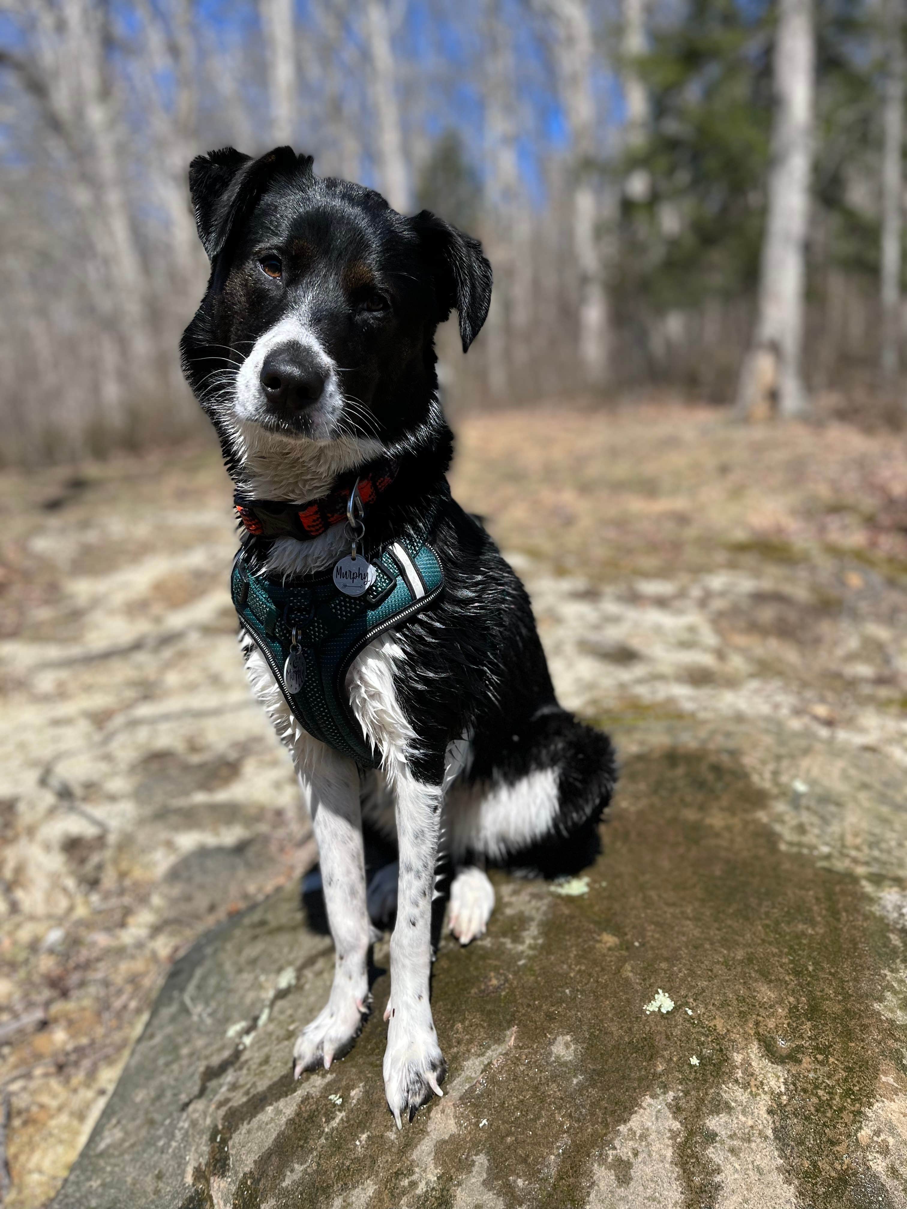 Corey M.'s photo of camping with pets at Lake Hope State Park Campground near Glouster, OH