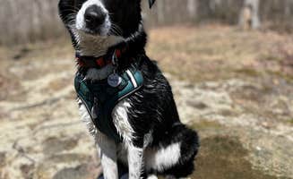 Corey M.'s photo of camping with pets at Lake Hope State Park Campground near New Lexington, OH