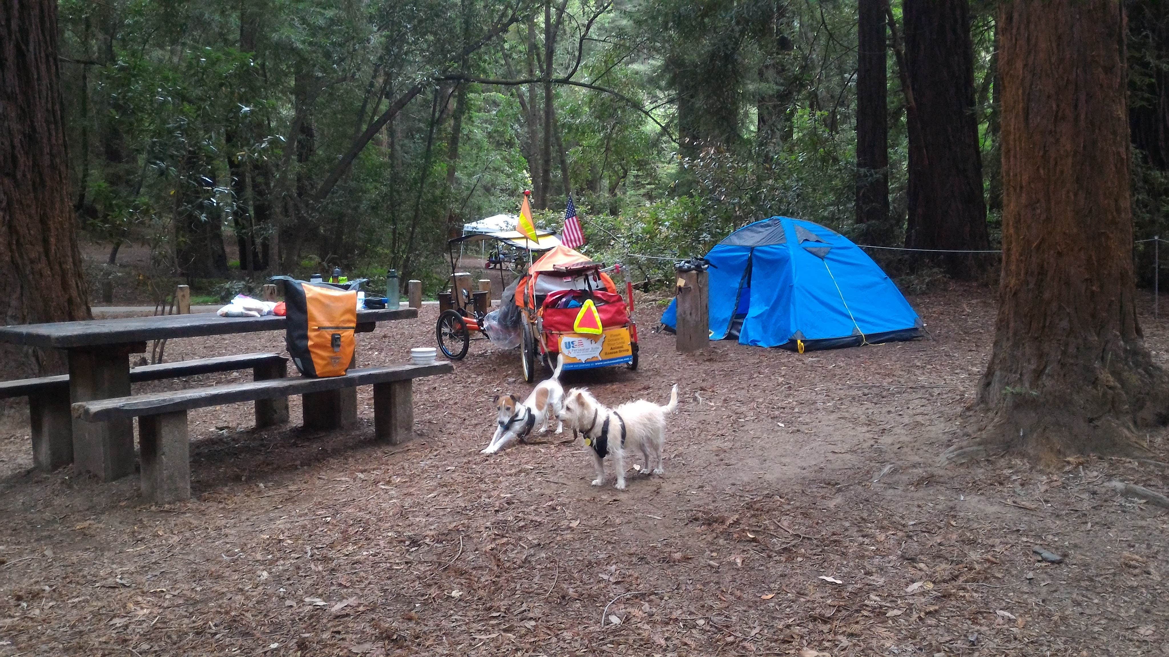 Tim J.'s photo of camping with pets at Pfeiffer Big Sur State Park Campground near Paicines, CA