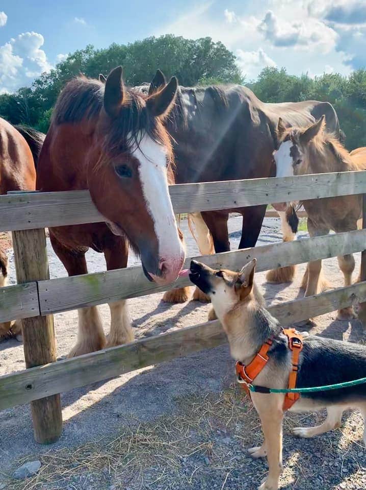 The Dyrt's photo of camping with pets at Tentrr Signature Site - Good Intentions Farm Encore- 2 Tent Sites Available near Parkton, MD