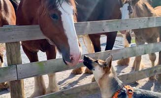 The Dyrt's photo of camping with pets at Tentrr Signature Site - Good Intentions Farm Encore- 2 Tent Sites Available near Hanover, MD