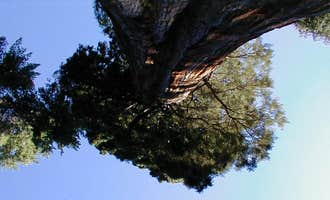 Camping near Shooting Star Sanctuary and Retreat near Yosemite National Forest: Nelder Grove Campground, Fish Camp, California