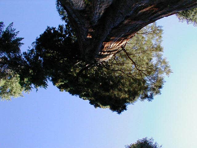 Camper submitted image from Nelder Grove Campground - 1