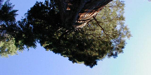 Camper submitted image from Nelder Grove Campground