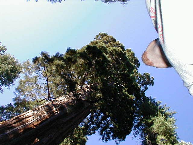 Camper submitted image from Nelder Grove Campground - 3