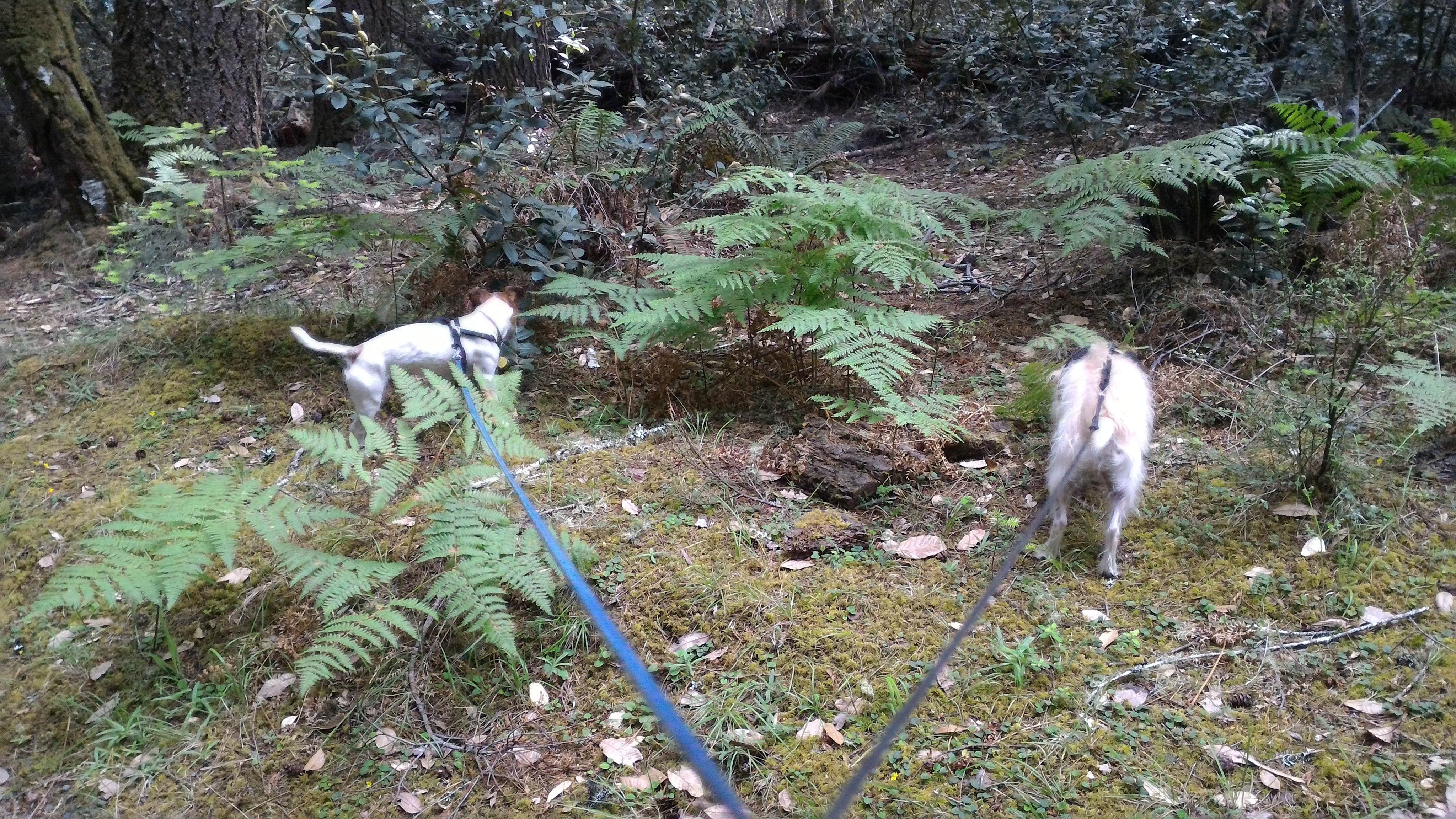 Camper-submitted photo at Woodside Campground — Salt Point State Park near Cazadero, CA