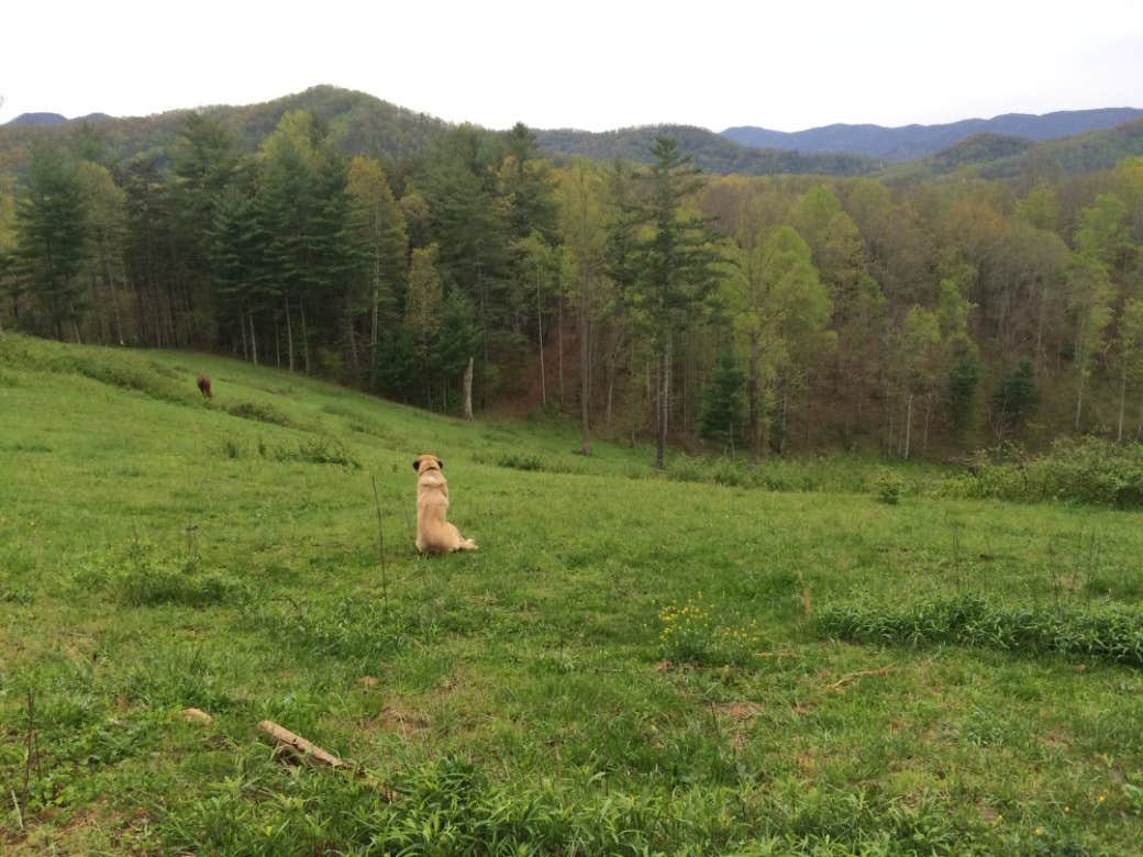 The Dyrt's photo of camping with pets at Tentrr Signature Site - Persimmon Green Hilltop - Site 1 near Canton, NC