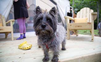 The Dyrt's photo of camping with pets at Tentrr Signature Site - The Perch near Hanover, NH
