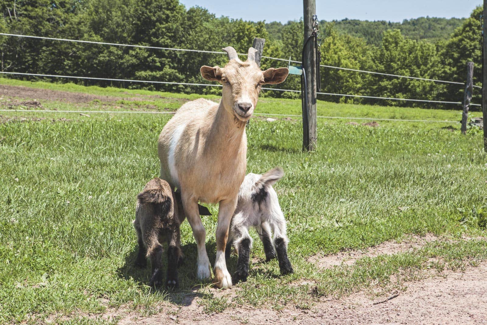 The Dyrt's photo of camping with pets at Tentrr Signature Site - Running W Retreat near Roscoe, NY