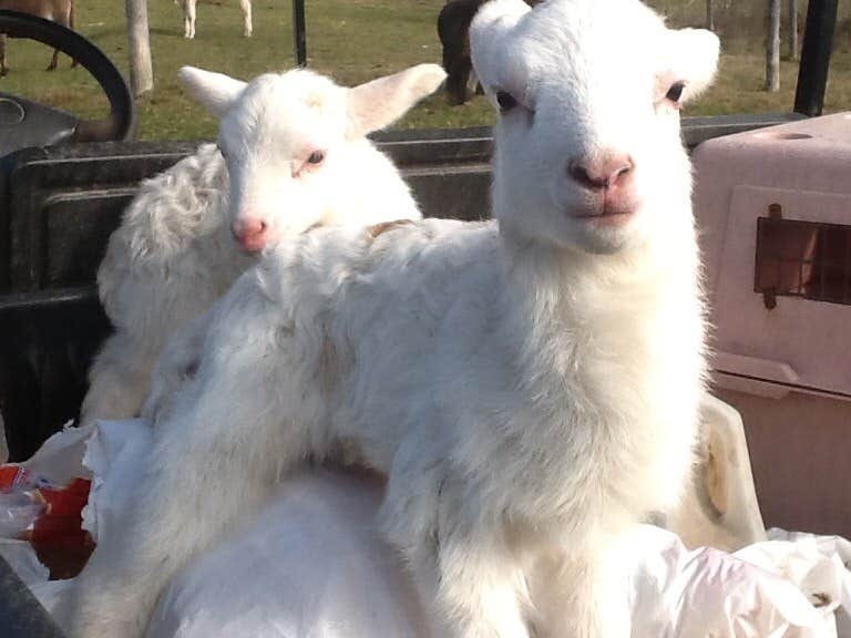 The Dyrt's photo of camping with pets at Tentrr Signature Site - Hill Top Camp near Auburn, ME
